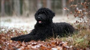 laisser un Barbet seul à la maison ? 