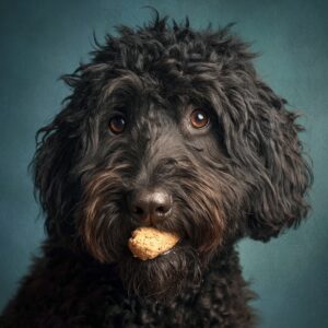 Le régime BARF est-il adapté à un Barbet ? 