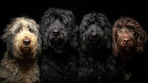 Barbet est-il un bon chien de famille ? 