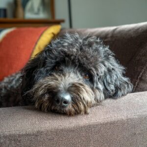 Barbet : tout savoir sur ce chien super