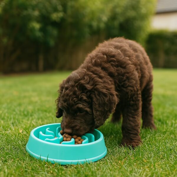 Chiot Barbet chocolat mangeant dans une gamelle anti-glouton turquoise sur pelouse. »