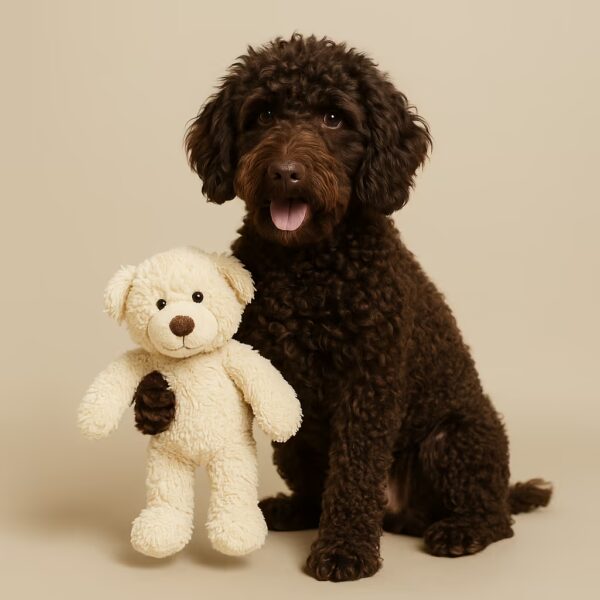 Barbet en studio assis avec un ours en peluche, expression douce