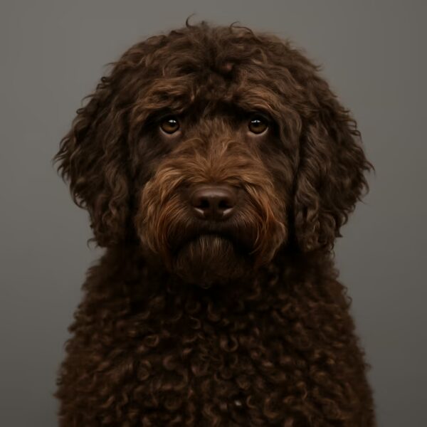 Barbet en studio, regard vigilant, éclairage doux, pose de chien de garde